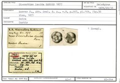Karteikarte zum Holotyp von Discorbina lucida Karrer, 1877